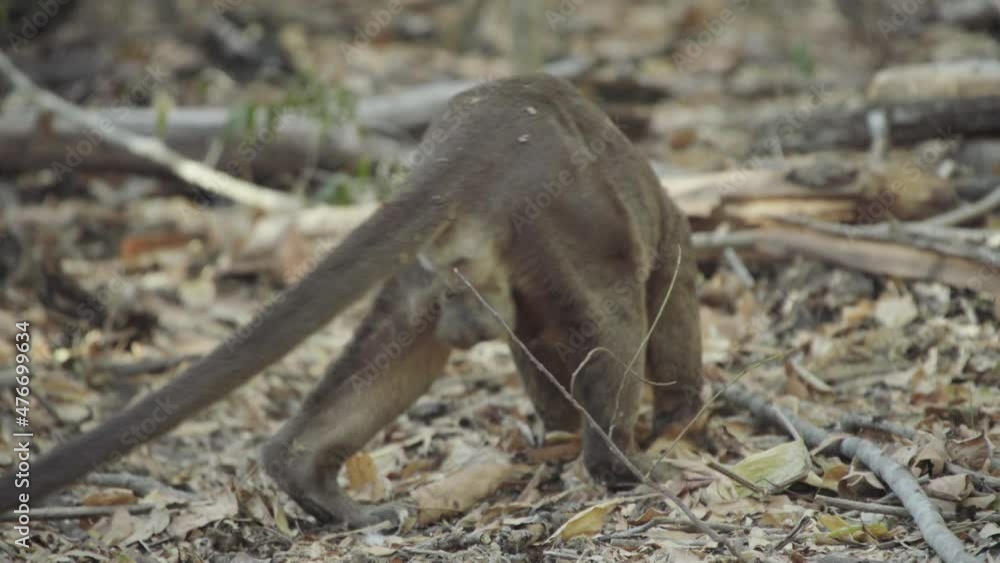 Male fossa rises from its roost, sniffs at foliage, view from behind Male fossa rises from its roost, sniffs at foliage, view from behind