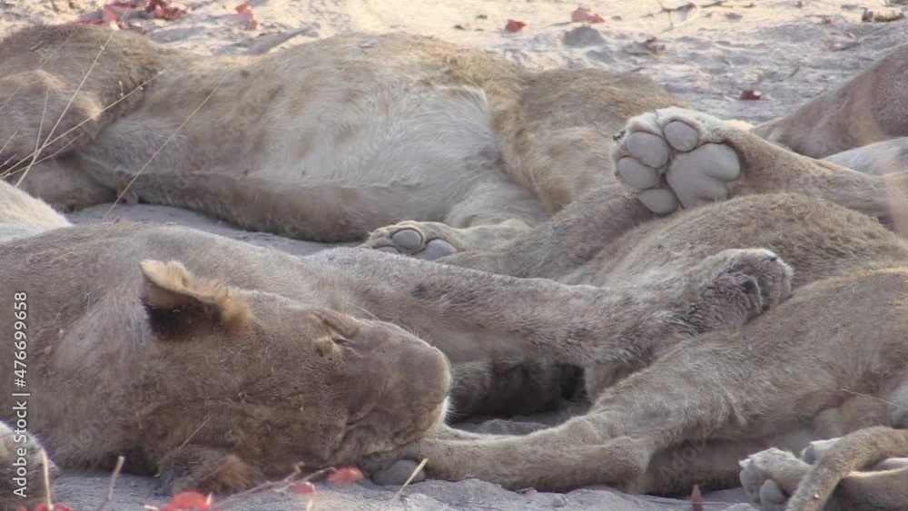 several lions resting close to each other in sandy shade. Medium shot filled with several bellies and paws and heads several lions resting close to each other in sandy shade. Medium shot filled with several bellies and paws and heads