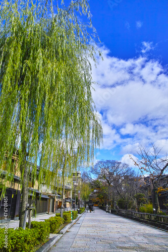秋の京都、柳が綺麗な祇園白川通りと人力車