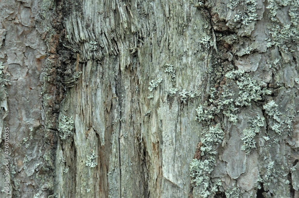 Obraz premium Old wood, carbon sink. close-up of tree bark. macro photography. multipurpose. blog. article. background or backdrop.