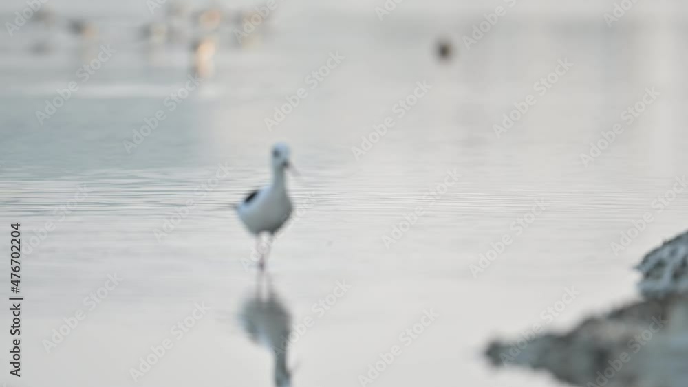 Migratory birds Black-necked stilt in the shallow water of Bahrain wandering for food Migratory birds Black-necked stilt in the shallow water of Bahrain wandering for food