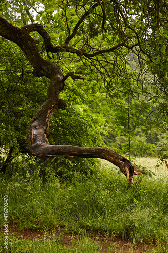 Knorriger Baum im Wald
