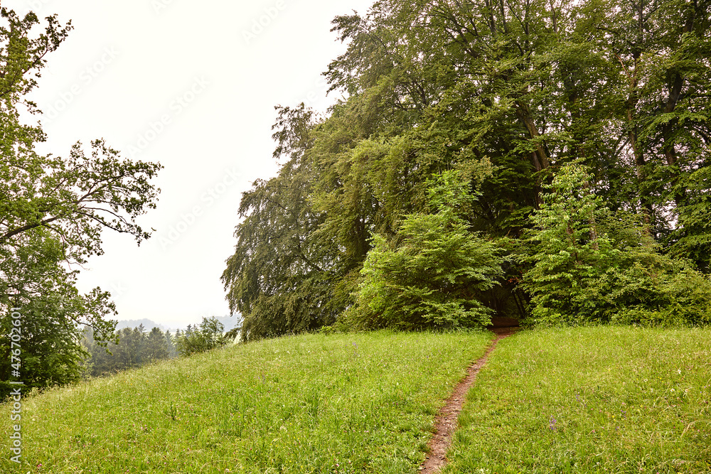 Fototapeta premium Pfad auf Wiese mit Wald