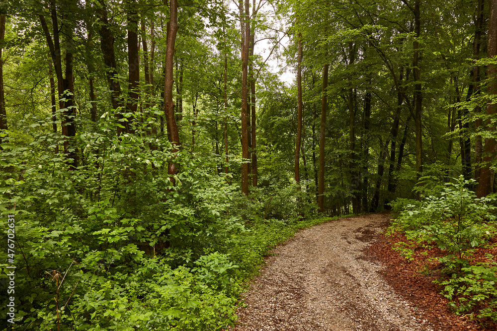 Forstweg durch grünen Wald