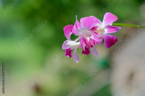 The beauty of pink Thai orchids blooming in the garden