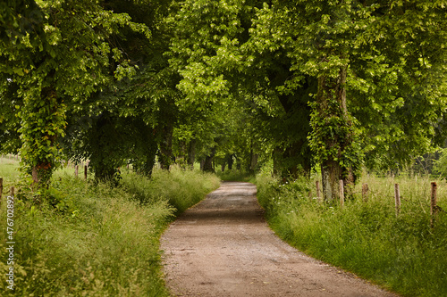Spazierweg unter Bäumen
