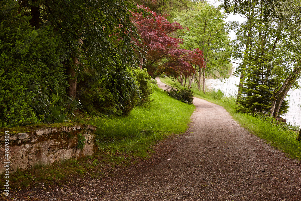 Naklejka premium Weg am Waldrand I