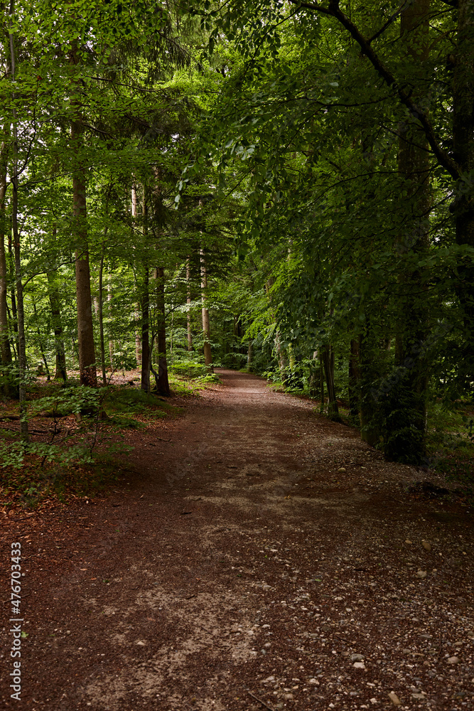 Naklejka premium Spazierweg durch grünen Laubwald / hoch