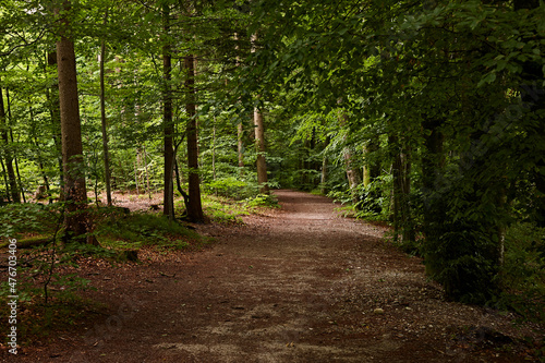 Spazierweg in gr  nem Wald   quer