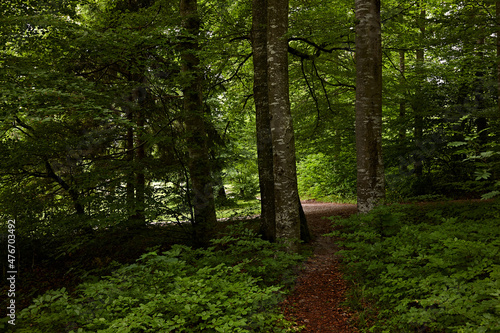 Pfad durch gr  nen Laubwald   quer