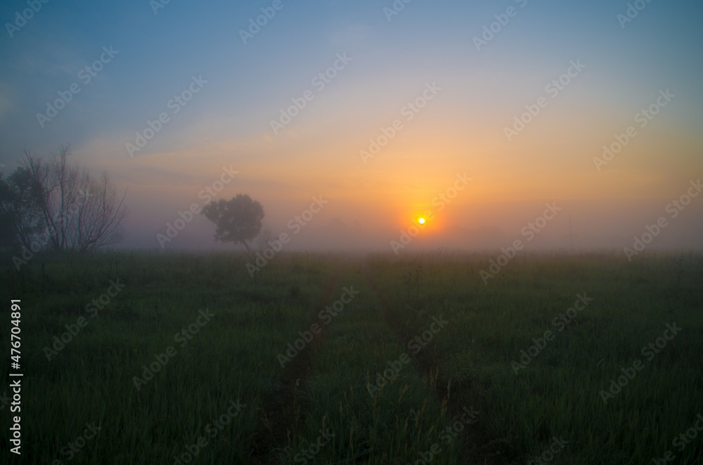 a road and a tree in the fog in the rays of dawn a road and a tree in the fog in the rays of dawn