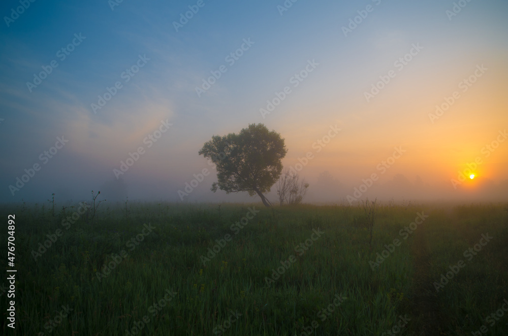 a tree in the fog in the rays of dawn