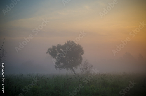 a tree in the fog in the rays of dawn