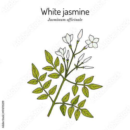 White jasmine, Jasminum officinale, medicinal plant