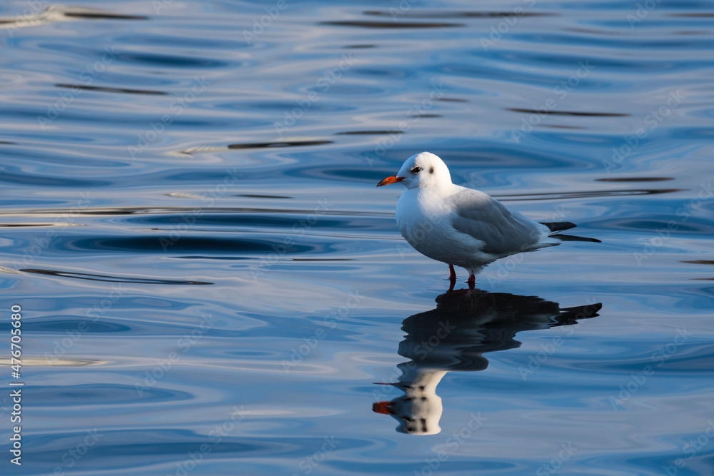 A Seagull Standing in the Shallow Water of the Lake and Waiting to Get Some Food from the Visitors A Seagull Standing in the Shallow Water of the Lake and Waiting to Get Some Food from the Visitors