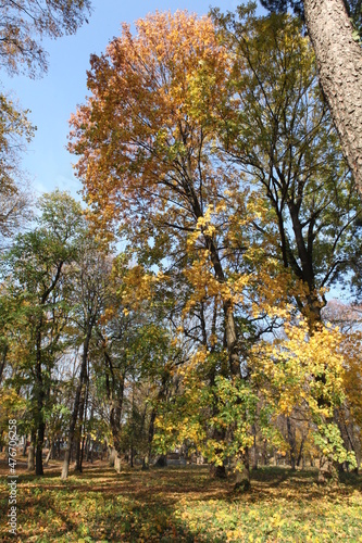 Fototapeta Naklejka Na Ścianę i Meble -  autumn trees in the park