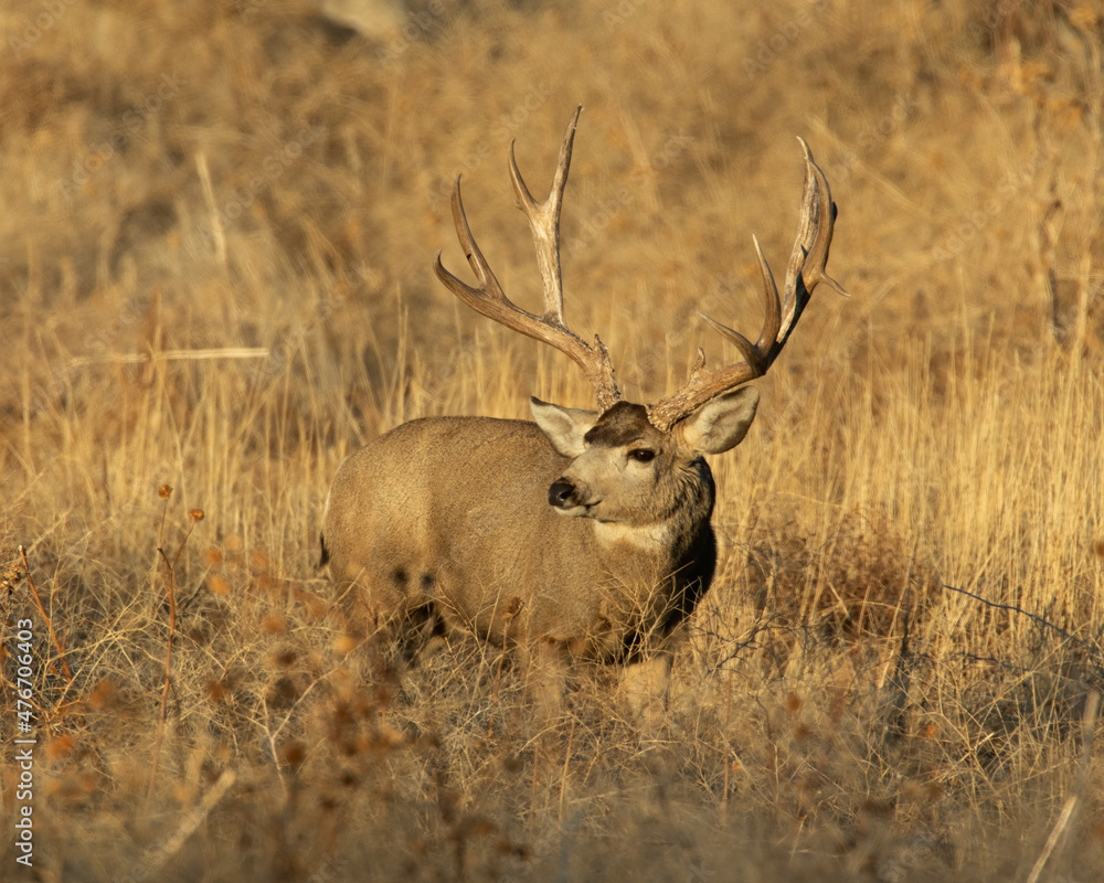 Obraz premium Mule Deer buck