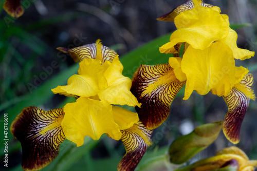 Iris Deservedly popular, it has delicate petals, slightly fragrant flowers with spectacular disheveled petals in May and June and fans of gray-green leaves in the shape of a sword. photo