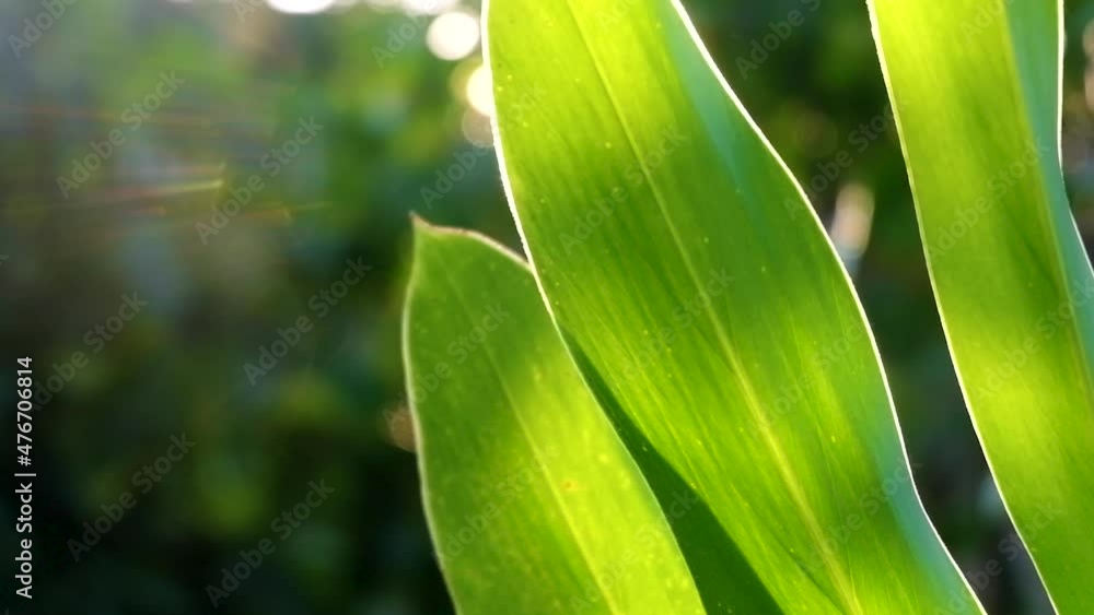 Sunlight shines on the swaying galangal leaves. Sunlight shines on the swaying galangal leaves.