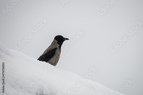 Selective focus photo. Grey crow bird, © Gints