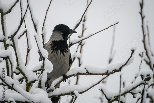 Selective focus photo. Grey crow bird,