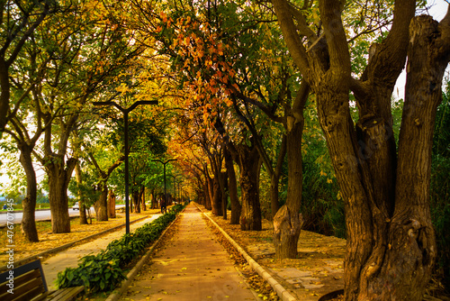 SELCUK  TURKEY  Landscape with an alley and a road leading to Ephesus.