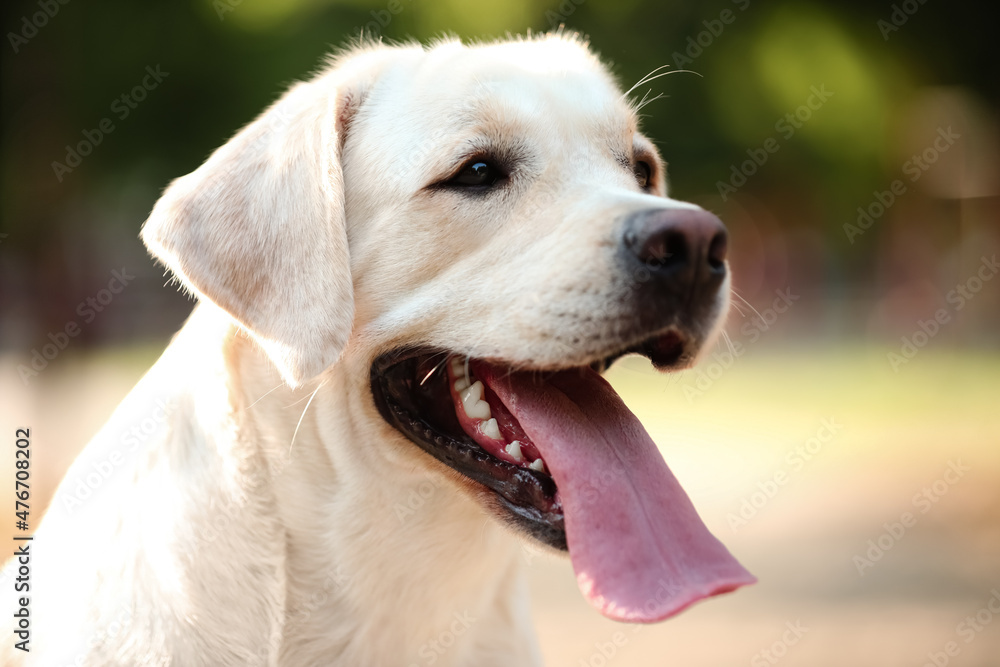 Cute Labrador in park on summer day Cute Labrador in park on summer day