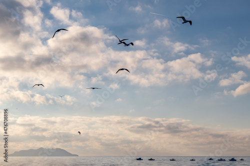Seagulls in silhouette flying over the sea with the island of Gorgona in the background, Italy photo