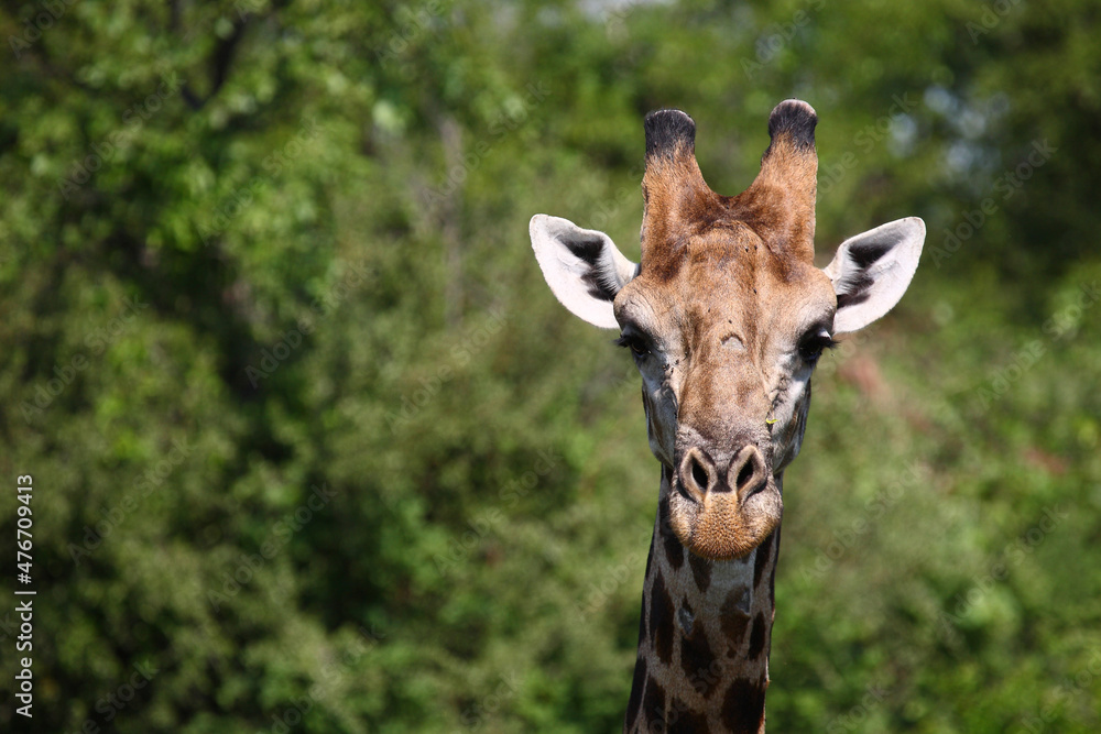 Giraffe / Giraffe / Giraffa camelopardalis Giraffe / Giraffe / Giraffa camelopardalis