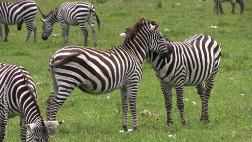 Zebra flirt: male with erection caresses an apparently pregnant female. More zebras around. Medium to long shot in green savannah