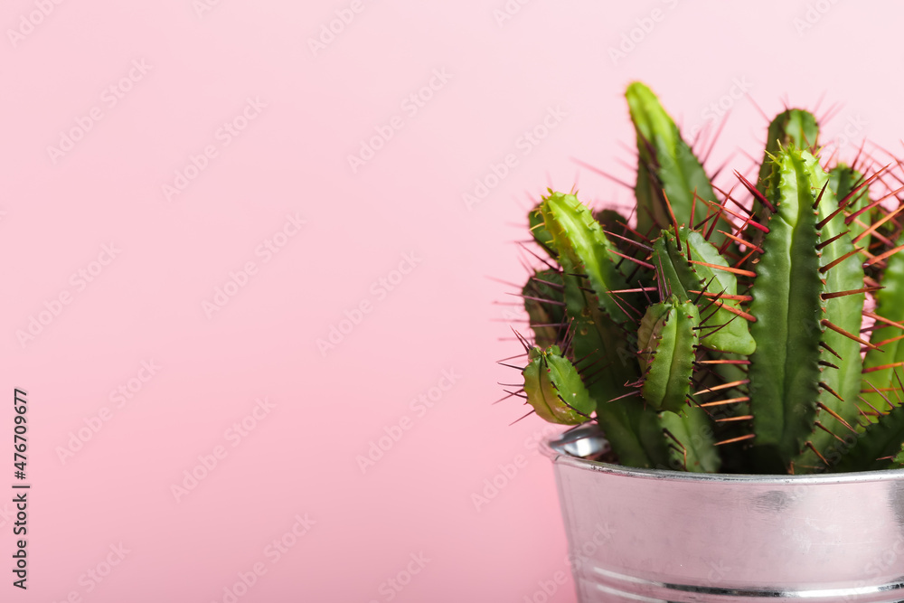 Fresh cactus on color background Fresh cactus on color background