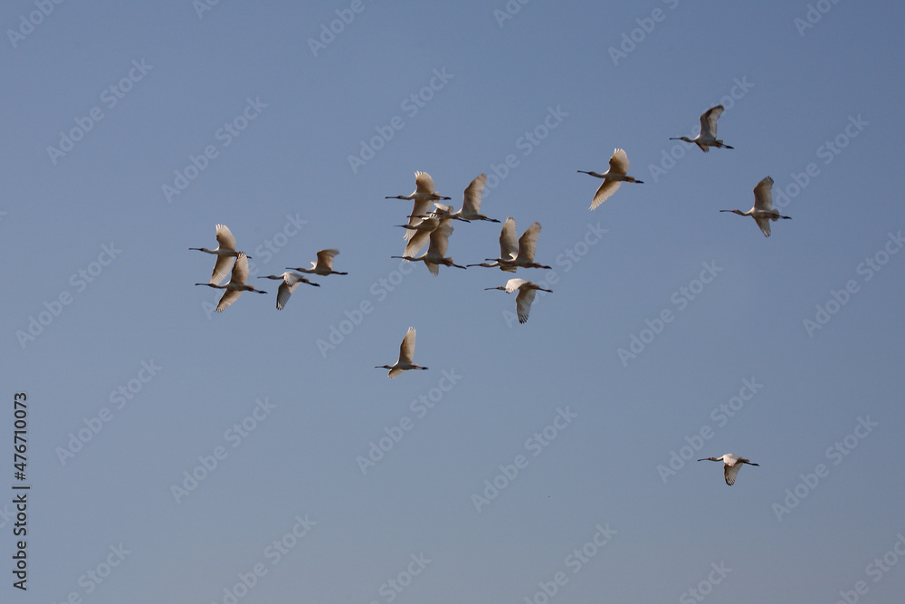 Afrikanischer Löffler oder Rotgesichtlöffler / African spoonbill / Platalea alba.