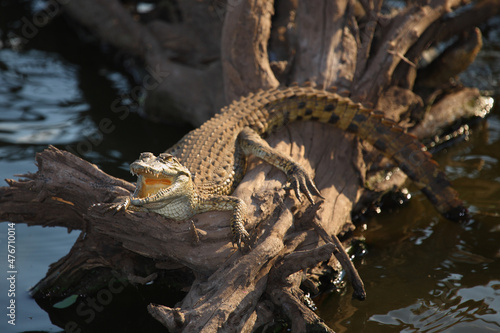 Nilkrokodil   Nile crocodile   Crocodylus niloticus..