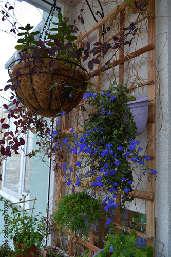 Balcony floriculture. Crassula planter, hung on a metal bracket, and plastic pots with lobelia and micromint, fixed on a wooden trellis for climbing plants. Vertical photography.