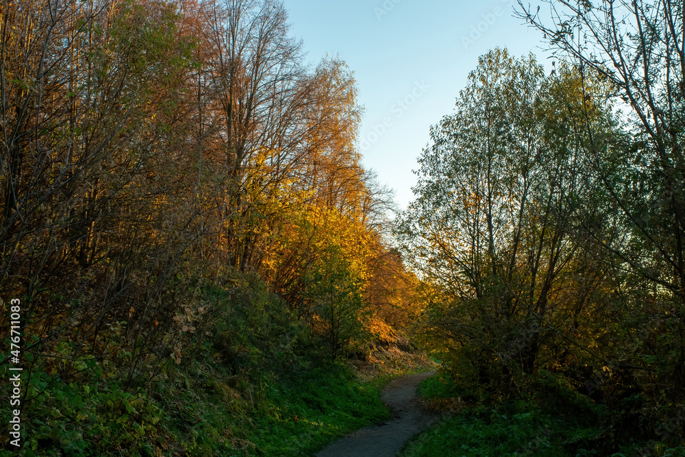 sunny evening in the forest