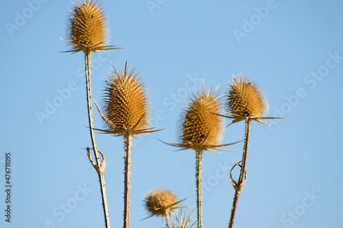 Cutleaf teasel seeds closeup view with blue sky background