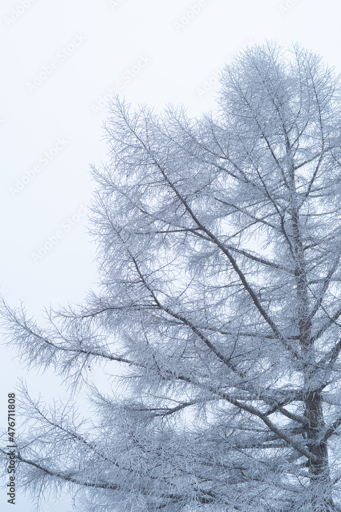 雪景色 雪景色