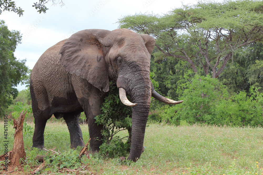 Obraz premium Afrikanischer Elefant / African elephant / Loxodonta africana