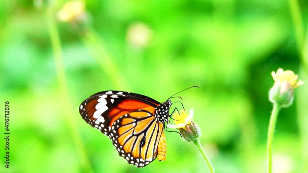 4K Thai butterfly in garden garden summer flower and butterfly flower butterfly flower butterfly 4K Thai butterfly in garden garden summer flower and butterfly flower butterfly flower butterfly