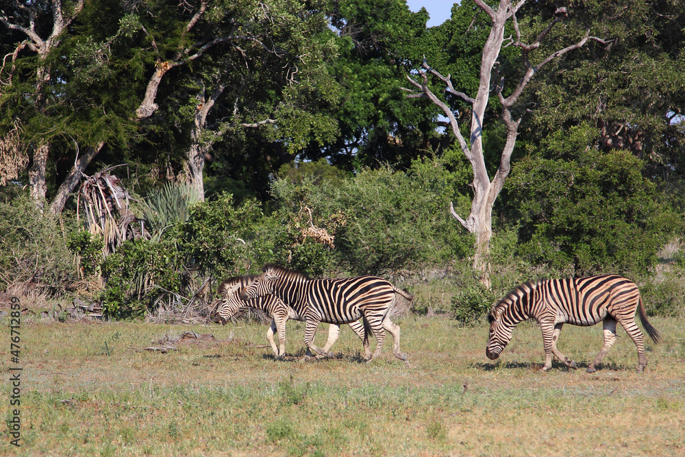 Obraz premium Steppenzebra / Burchell's zebra / Equus burchellii