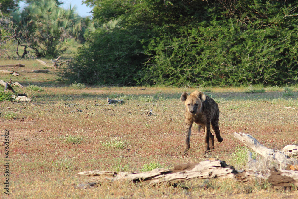 Tüpfelhyäne / Spotted hyaena / Crocuta crocuta... Tüpfelhyäne / Spotted hyaena / Crocuta crocuta...