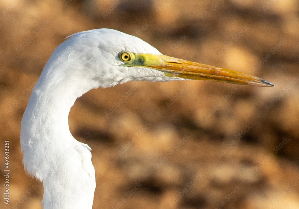 Fototapeta premium Ardea alba, common egret, large egret, great white egret, great white heron