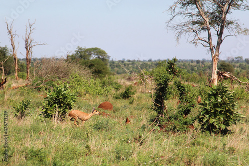 Afrikanischer Steinbock / Steenbok / Raphicerus campestris. photo