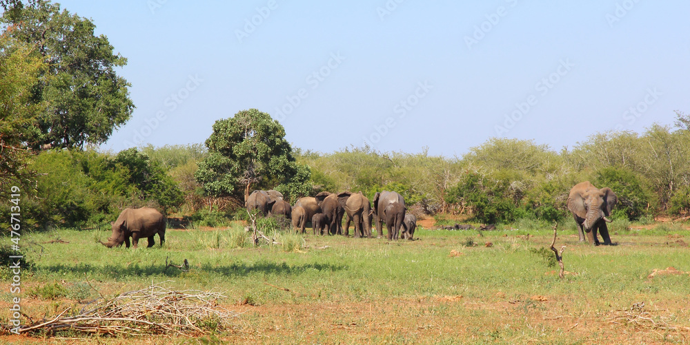 Afrikanischer Elefant und Breitmaulnashorn / African elephant and Square-lipped rhinoceros / Loxodonta africana et Ceratotherium simum