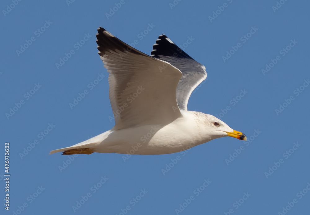 Obraz premium Seagull flying in the sky over the seaport