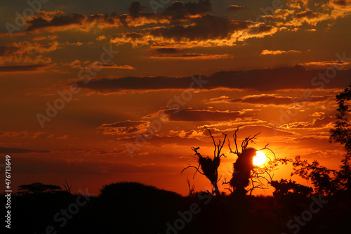 Sonnenuntergang Kr  ger Park S  dafrika   Sundown Kruger Park South Africa  