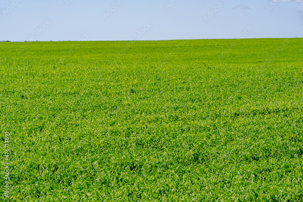 Spring photography, young shoots of cereals. Ripening wheat. Green shoots of photosynthesis under the bright sun. Phosphorus and nitrogen fertilizers introduced