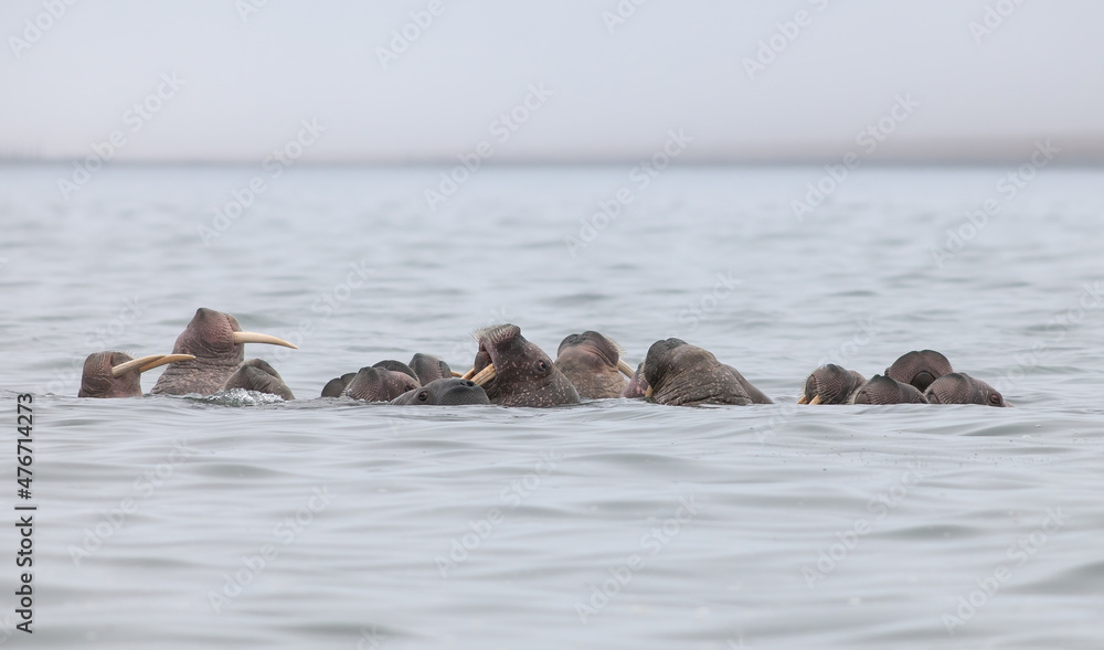 Walrus herd Odobenus rosmarus Walruses swim in the water in their Biology Diagrams