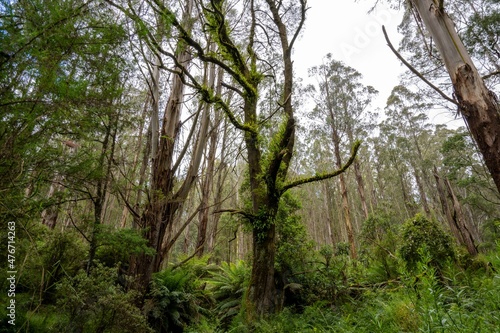 Growth - Mt Worth State Park, Victoria, Australia