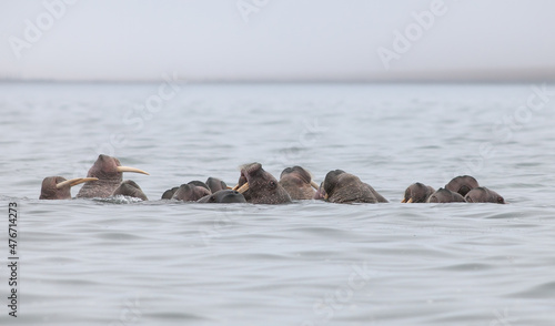 Walrus herd (Odobenus rosmarus). Walruses swim in the water in their natural habitat at sea. Wildlife of the Arctic. Marine animals of the polar region. Chukotka, the Far North of Russia. Bering Sea.